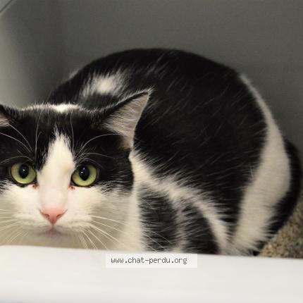 Foto 1/1 melrose Chat perdido en Brest