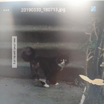 Foto 1/3 Berlioz Chat perdido en Osny