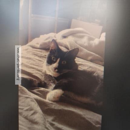 Foto 2/3 Berlioz Chat perdido en Osny