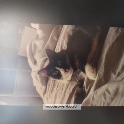 Foto 3/3 Berlioz Chat perdido en Osny