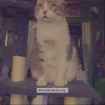 Foto 1/1 GRIZOU Chat perdido en Gonfreville lorcher