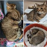 Foto del gato perdido en Perenchies