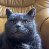 Foto del gato perdido en Servigny Les Raville