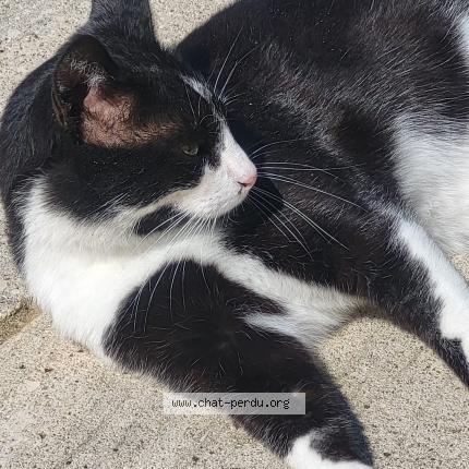 Foto 1/1 Figaro Chat perdido en Sigean