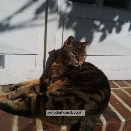 Foto 1/2 Magenta Chat perdido en Saint briac sur mer