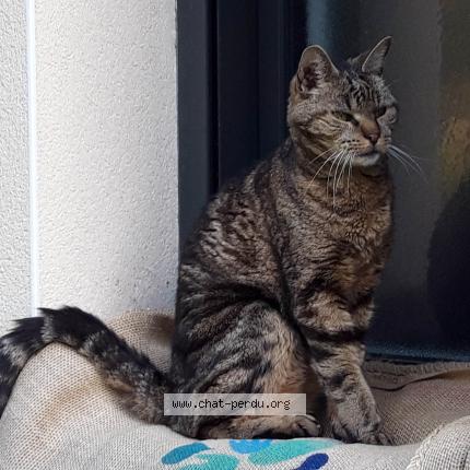 Foto 2/2 Magenta Chat perdido en Saint briac sur mer