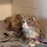 Foto de gato encontrado en Colomiers