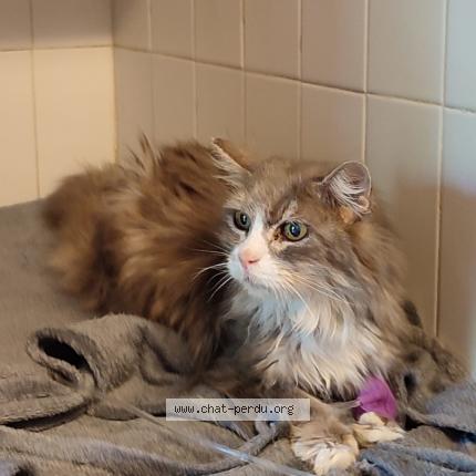 Foto 1/1 Gato encontrado Encontrado en Colomiers