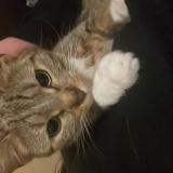 Foto del gato perdido en Saint Maur Des Fosses