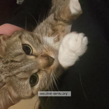 Foto 1/1 Nala Chat perdido en Saint maur des fosses