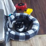 Foto del gato perdido en Longueuil