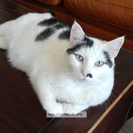 Foto 1/1 Gato encontrado Perdido en Nantiat