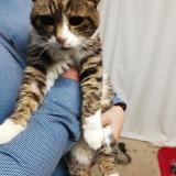 Foto de gato encontrado en Pollionnay