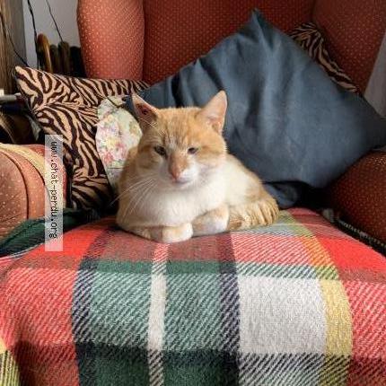 Foto 1/1 Gato encontrado Perdido en Aigurande