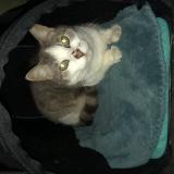 Foto del gato perdido en Cholet