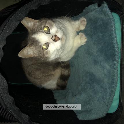 Foto 1/1 Gato encontrado Perdido en Cholet