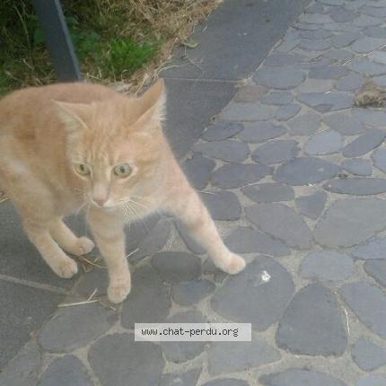 Foto 1/1 Gato encontrado Encontrado en Serignan
