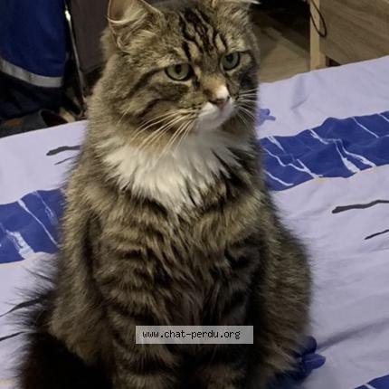 Foto 1/1 Chaussette Chat perdido en Lugrin