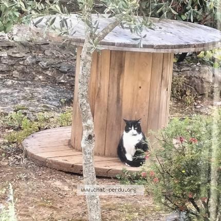 Foto 1/1 Belle Chat perdido en Mejannes le clap