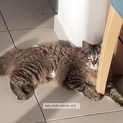 Foto 1/1 LUMETTE Chat perdido en Saint quentin de baron