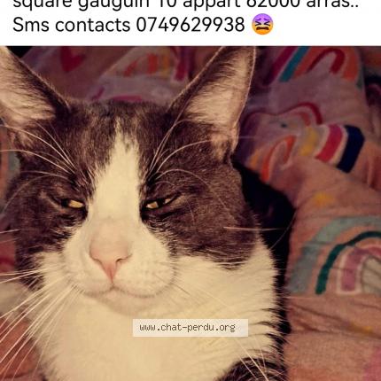 Foto 1/1 Samy Chat perdido en Arras