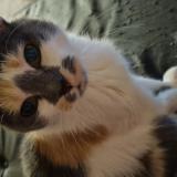 Foto del gato perdido en Tourcoing