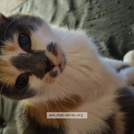 Foto 1/1 Ch&acirc;taigne Chat perdido en Tourcoing