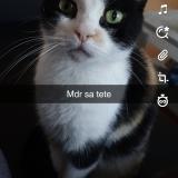 Foto del gato perdido en Tourcoing