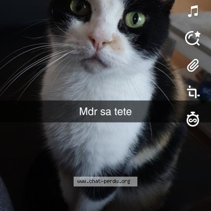 Foto 1/1 Kanabis Chat perdido en Tourcoing