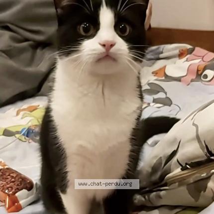 Foto 1/1 Coco Chat perdido en Pia