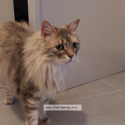 Foto 1/2 Véronique Aumeunier Chat perdido en Gap