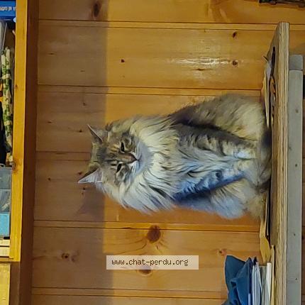 Foto 2/2 Véronique Aumeunier Chat perdido en Gap