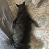 Foto del gato perdido en Serres