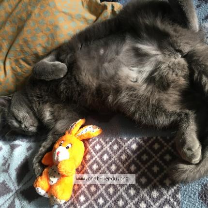 Foto 2/2 Gato encontrado Perdido en Serres