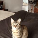 Foto del gato perdido en Yzeron