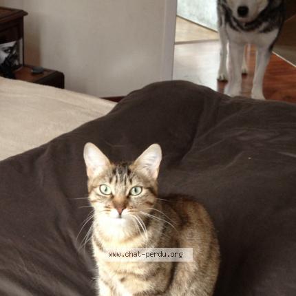 Foto 1/1 Greluche Chat perdido en Yzeron