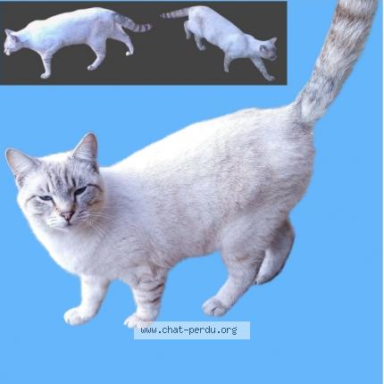 Foto 1/1 TIKO Chat perdido en Vitrolles