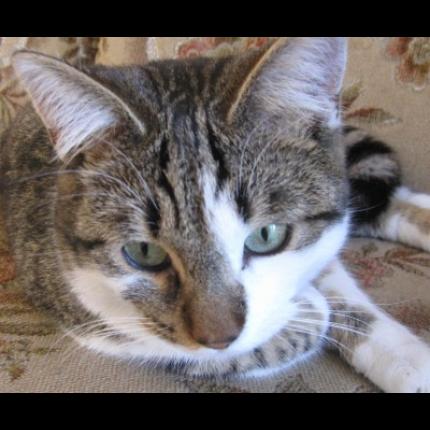 Foto 1/1 PITOU Chat perdido en Marseille