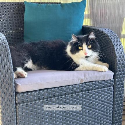 Foto 1/1 Fl&egrave;che Chat perdido en Trouy