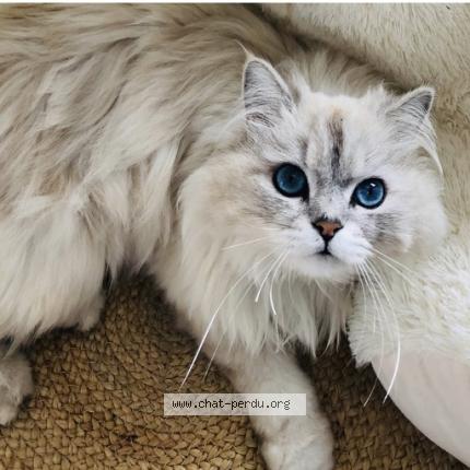 Foto 1/1 Bounty Chat perdido en La grand croix