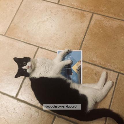 Foto 1/1 Mini Chat perdido en Seyssins