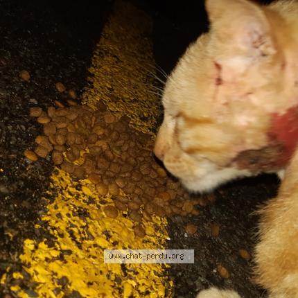 Foto 1/1 NEZ ROUGE Chat perdido en Verges