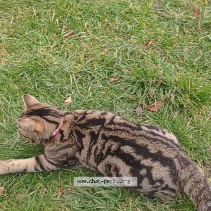 Foto 1/1 Thoundra Chat perdido en Reims