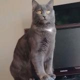 Foto del gato perdido en Sevran