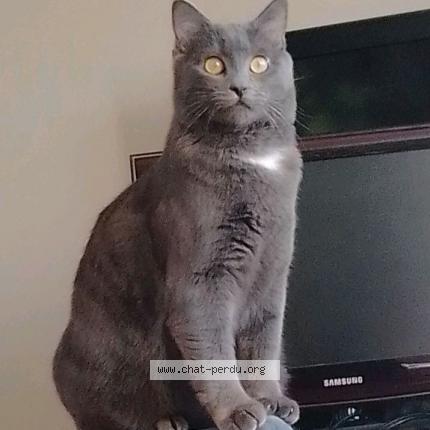 Foto 1/1 Gato encontrado Perdido en Sevran