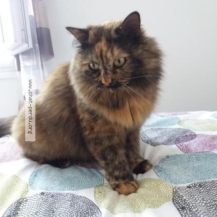 Foto 1/1 MINETTE Chat perdido en Episy moret loing et orvanne