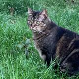 Foto del gato perdido en Louveciennes