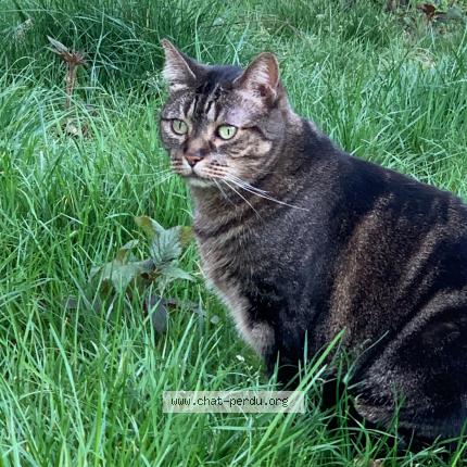 Foto 1/1 Choupette Chat perdido en Louveciennes