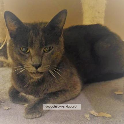 Foto 1/1 Gato encontrado Encontrado en Montboucher sur jabron