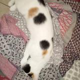 Foto del gato perdido en Gennes Val De Loire